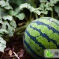 济宁市泗水的许周先生：黑皮无籽