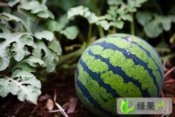 黑皮无籽价格