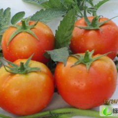 百色市新靖镇农先生：罗拉、红帅0.8元/斤