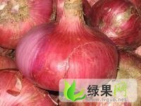 聊城市冯海村冯：红皮洋葱