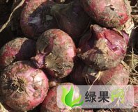 平顶山市纸坊乡苏先生：红皮洋葱