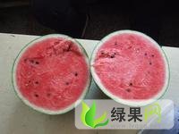 早春红玉价格