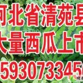 河北省清苑县 大量京欣 西瓜上市