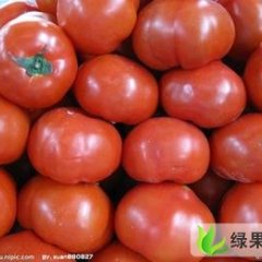 衡水市饶阳百万亩蔬菜生产基地