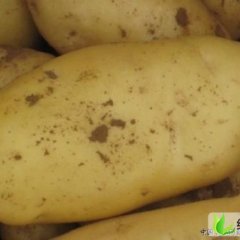 枣庄市大坞镇刘进涛：荷兰十五