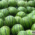 临沂市保太镇吴开启：黑美人