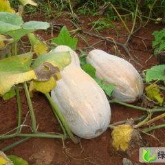 宜宾市迎安镇张清：金韩密本南瓜