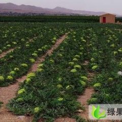 白银市郭城镇陈亮：金城5号等