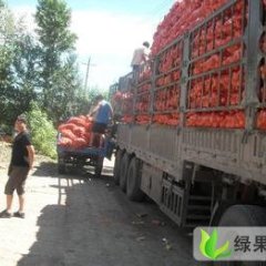 滨州市李庄镇周成龙：红皮洋葱元/斤
