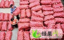 圆葱代收，大量代收优质圆葱