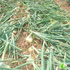 河南安阳汤阴洋葱出售：黄皮洋葱