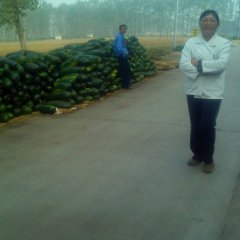 焦作市柏香张先生：子弹头黑皮冬瓜