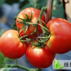 衡水市王岗村艾功：硬粉0.6-0.7元/斤