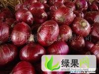 济宁市卧龙开邵金：洋葱0.95元/斤