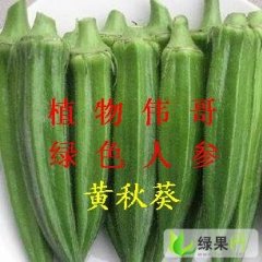 江苏省东台市南沈灶镇天鹅村：黄秋葵！