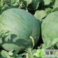 潍坊市鄌郚镇滕祖山：花皮无籽