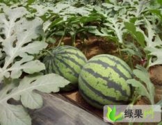 郑州市姚家镇卢晓斌：京欣1.0元/斤
