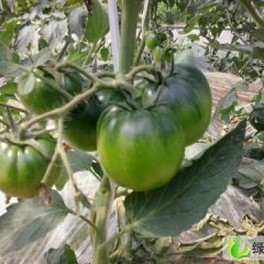 南充市搬罾镇王女士：一点红