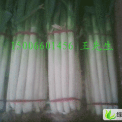 潍坊市刘佳尧王建：铁杆大葱0.8--1.0元/斤