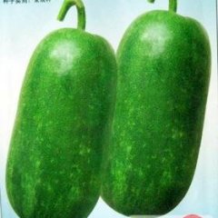 聊城市董杜庄娄广铎：铁冠军冬瓜