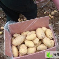 枣庄市大坞镇姬新淇：克新一号1.2元/斤