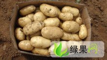 蔬菜基地供应大量优质土豆，荷兰15号