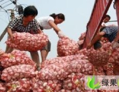 济南市白桥镇老李：红皮杂交大蒜0.6元/斤