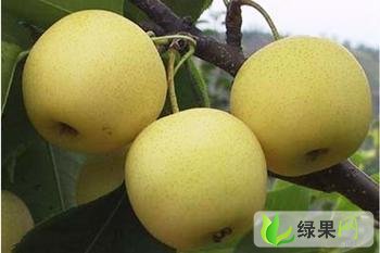 安徽砀山梨、安徽砀山梨批发、安徽砀山梨价格