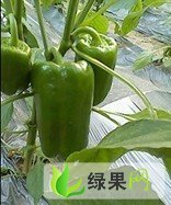 邯郸市东牛屯袁晓伟：辣椒1.3元/斤