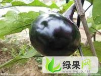 焦作市蒋村张如意：茄子1.2-1.3元/斤