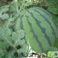 聊城市许营镇衣先生：京欣1元/斤