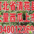 河北清苑京欣 冠龙 西瓜上市了 价格便宜 口感好