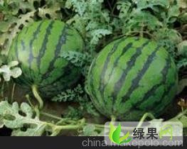 锦州市右卫镇高文利：京欣