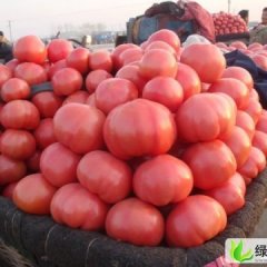 唐山市长凝镇郭进永：硬粉0.2元/斤