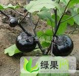 清苑县西王庄王盼柱：黑茄王0.8-0.95元/斤
