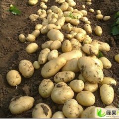 泰安市王庄镇韩书亮：土豆