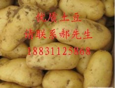 河北新乐孔村大量土豆、甜瓜、西瓜上市中
