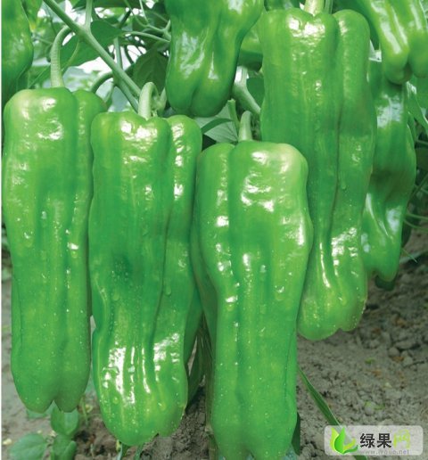 供应:临沂市向城镇周怀银:苏椒五号2.8元/斤