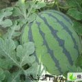 济宁市杨柳张荣义：京欣元/斤