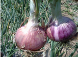 周口市红花镇宋银停：红皮洋葱0.7元/斤