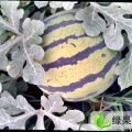 山东惠民京欣供应：我是麻店镇代办万