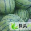开封 京欣、龙卷风、黑无籽、
