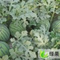 济宁市山东泗张先生：京欣1.05元/斤