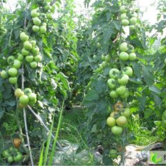 贵州以色列优质大红番茄种子供应