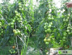贵州以色列优质大红番茄种子供应
