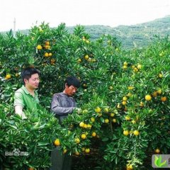 云南华宁温州密柑供应：我是盘溪镇张鼎