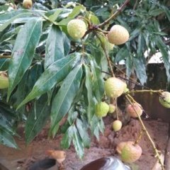 广东东源糯米糍供应：我是柳城镇谢生