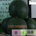 陕西大荔墨童（小无籽）供应：我是羌白镇刘建利