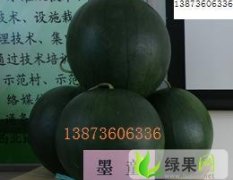 陕西大荔墨童（小无籽）供应：我是羌白镇刘建利