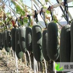 河北冬瓜 保定冬瓜 清苑冬瓜